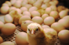 Symbolbild zu Inkubatoren (zu Deutsch Brutksten) mit ausgeschlpftem jungen Huhn