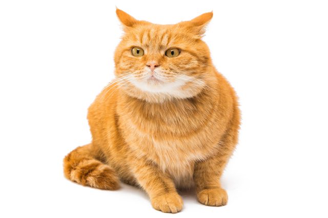 Illustration fette Katze