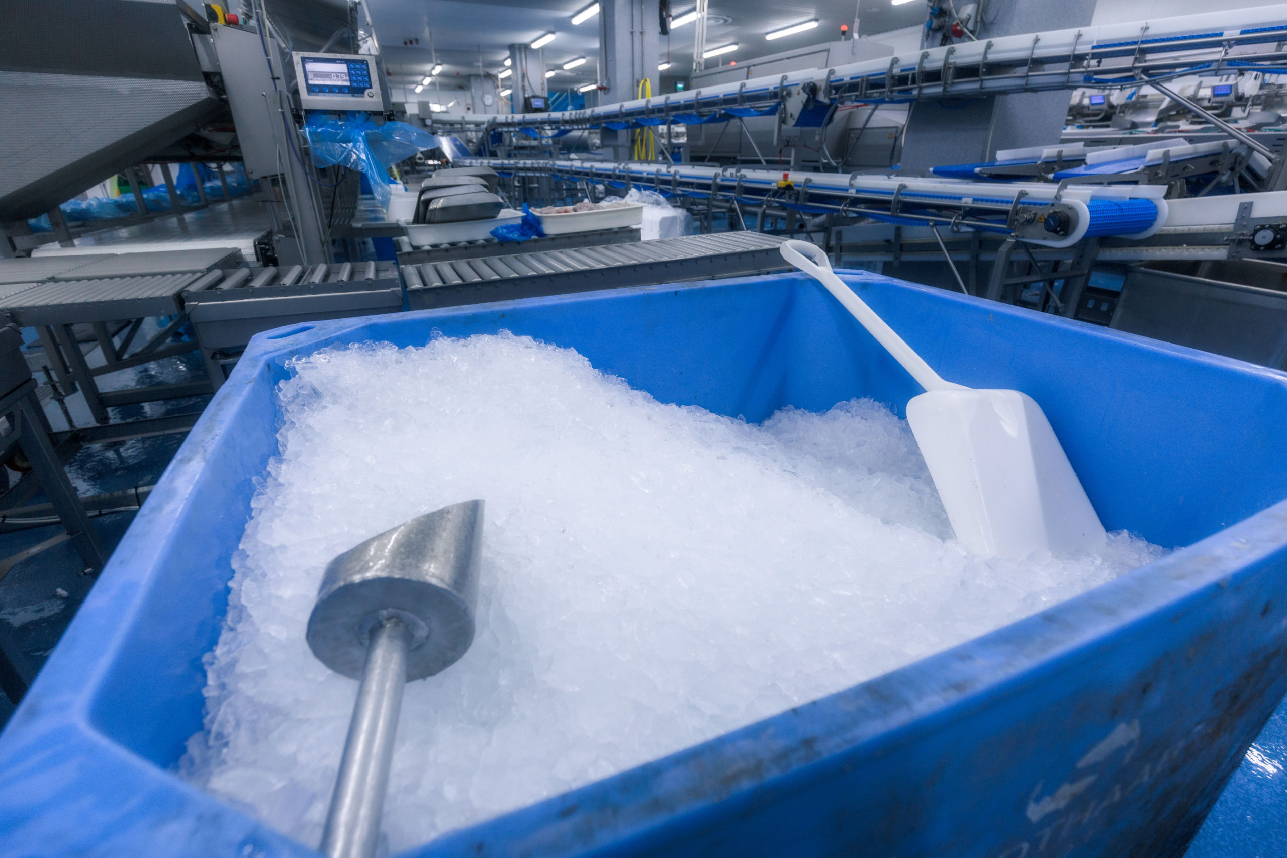 Reportage über Arbeitsbedingungen in Island arbeiten in einer Fischfabrik