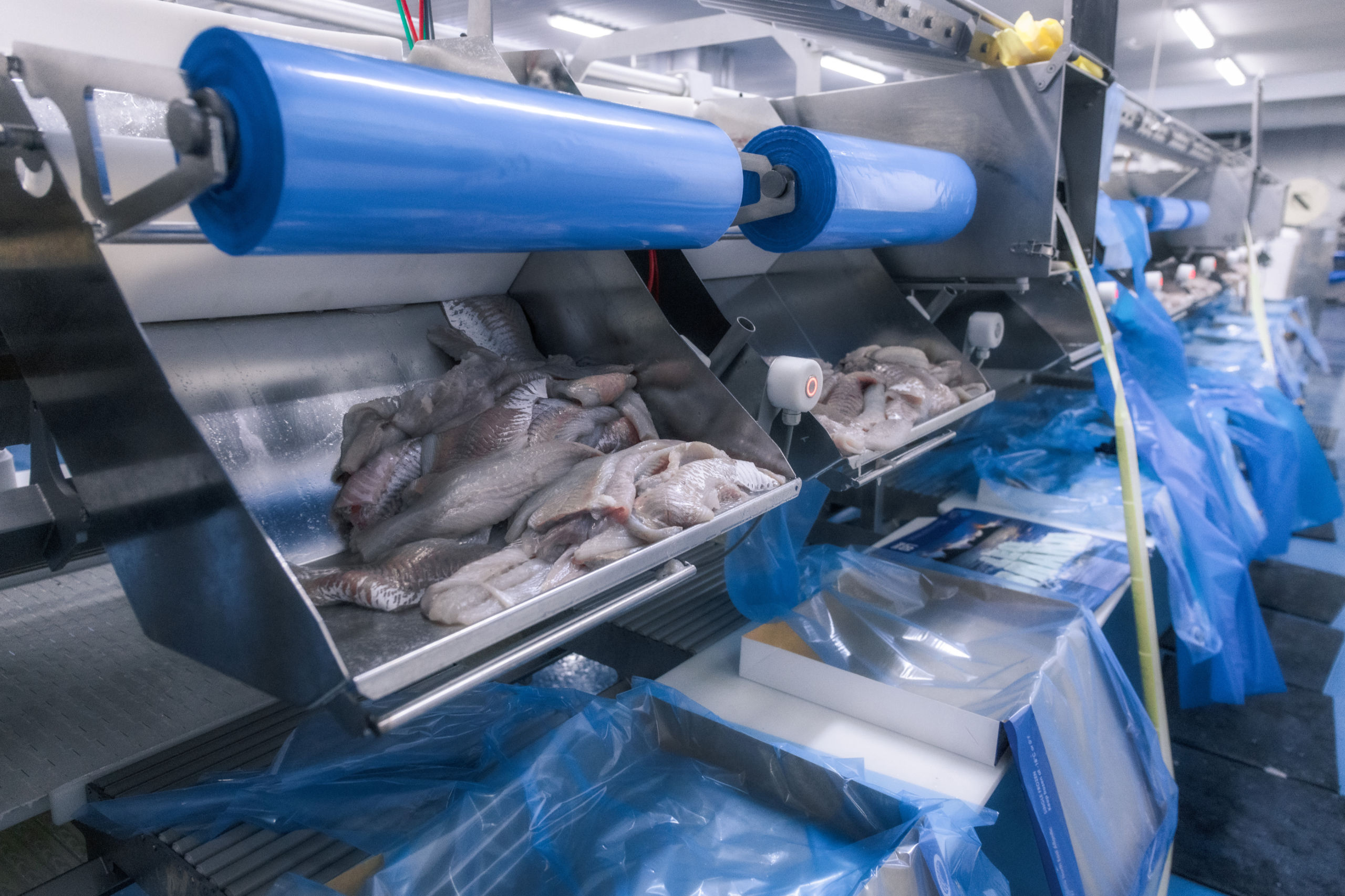 Reportage über Arbeitsbedingungen in Island arbeiten in einer Fischfabrik