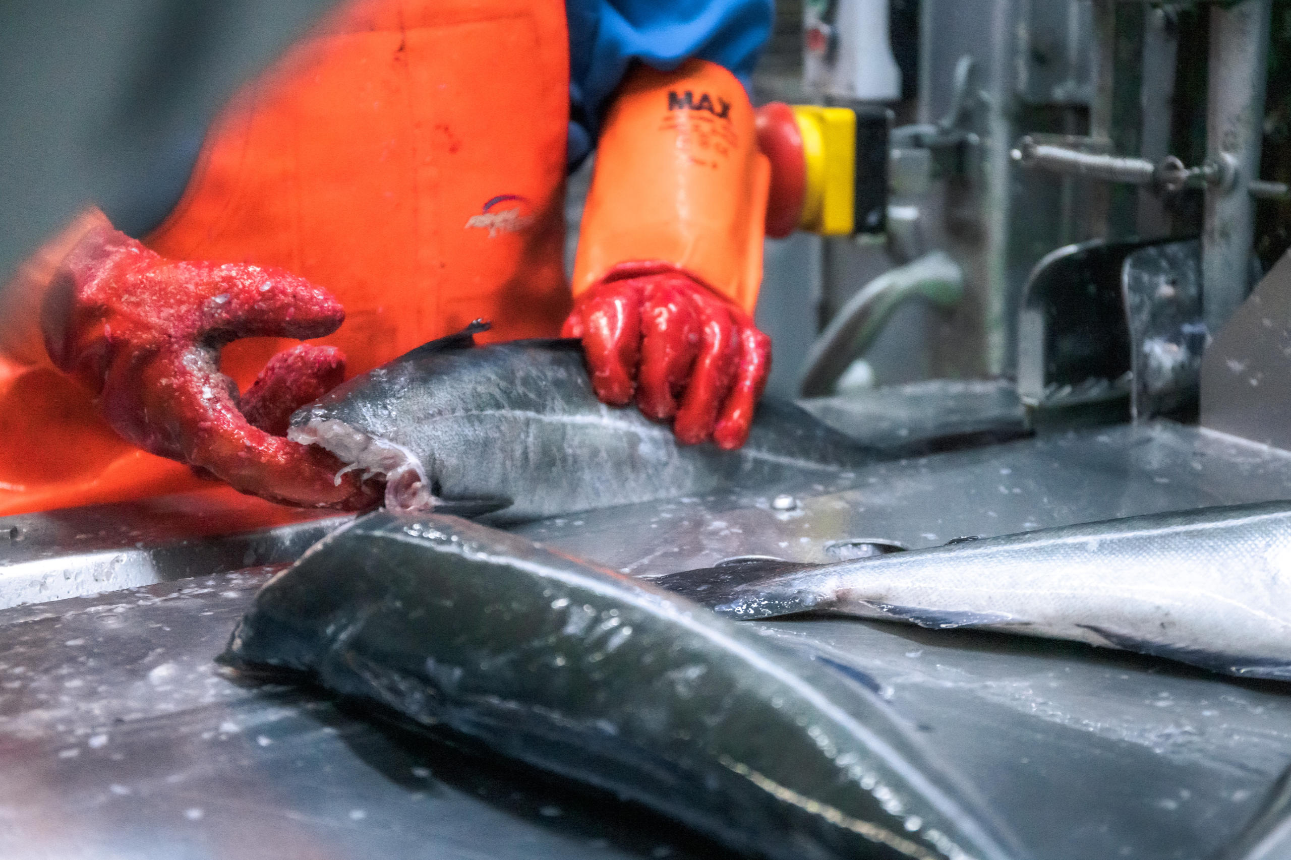 Reportage über Arbeitsbedingungen in Island arbeiten in einer Fischfabrik