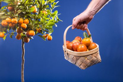 Orangen in einem Korb vor einem Bäumchen. Symbolbild für die ungleiche Vermögensverteilung und vererbte Bildung und Karriere.