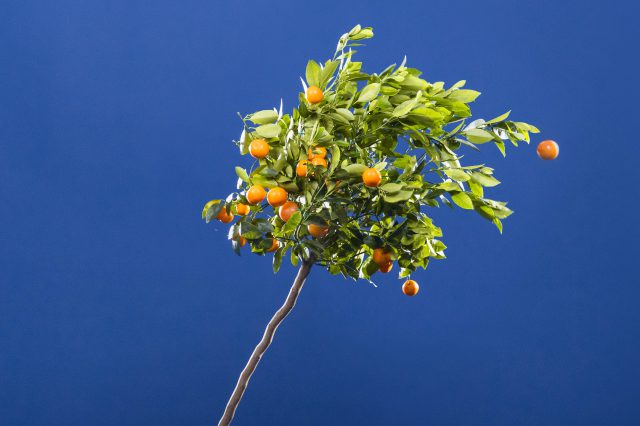 Ein Orangenbaum wird vom Sturm zur Seite geweht. Eine Frucht fliegt weg. Symbolbild für den Wohlstandsverlust.