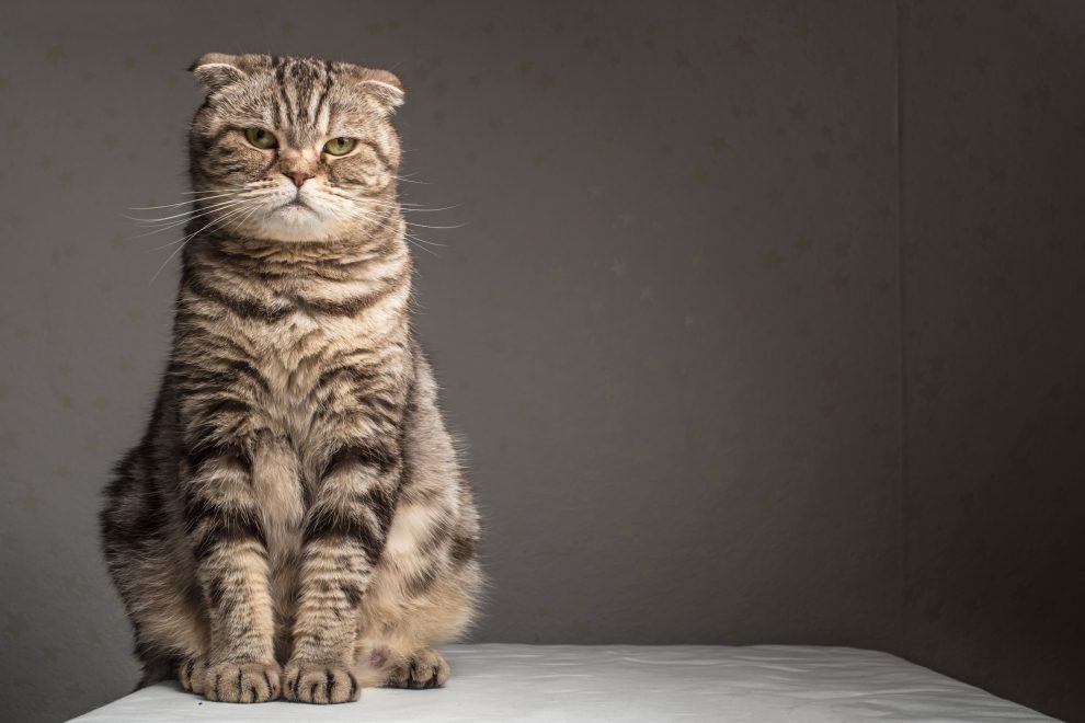 Eine dicke Katze sitzt auf einem Schreibtisch. Symbolbild für die Vorstandsgehälter und den Fat Cat Day.