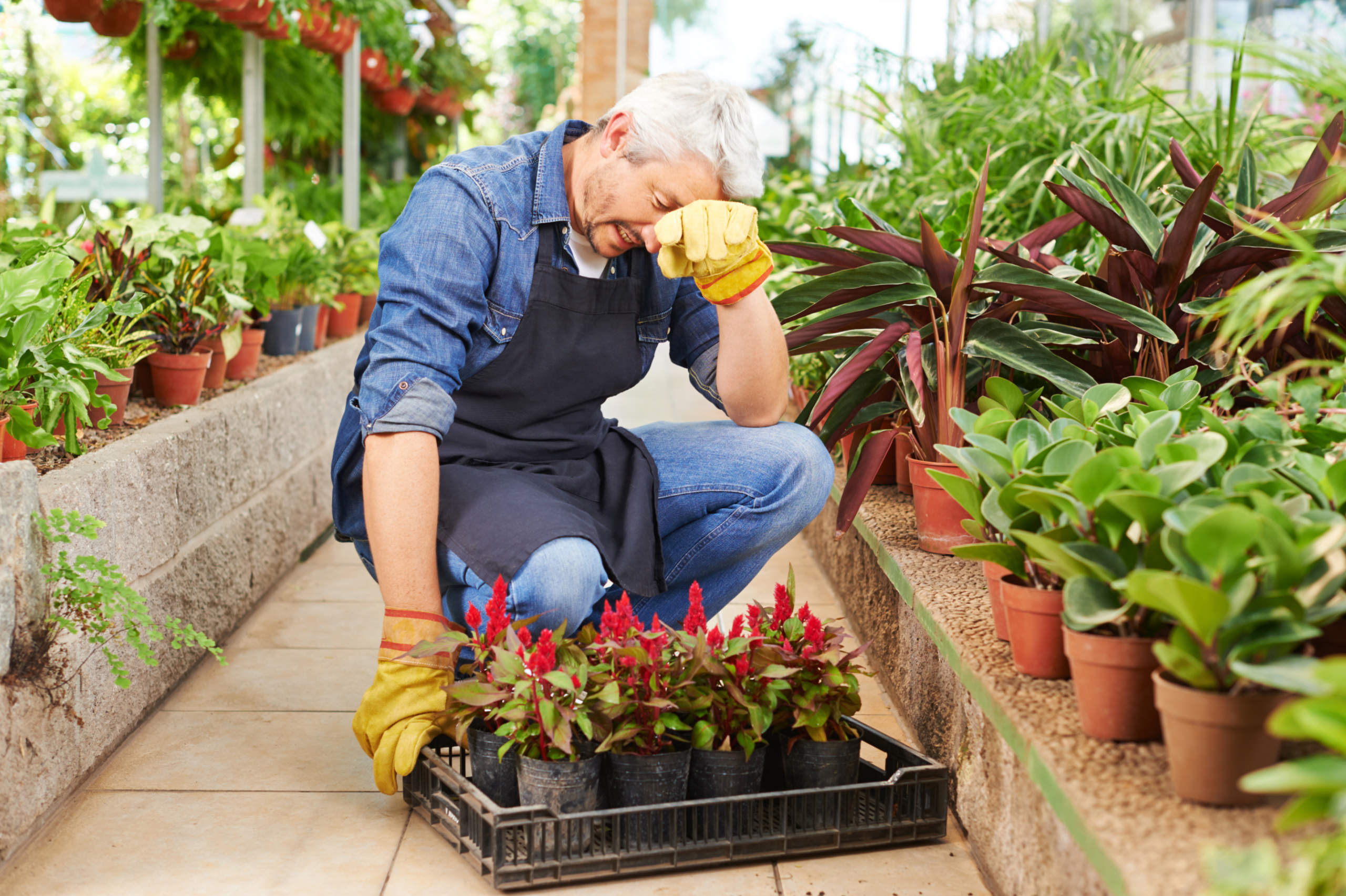 Ein Mann, der in einer Gärtnerei arbeitet, kniet erschöpft am Boden. Symbolbild Pensionist:innen Arbeitskräfte.