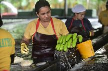 Eine Frau auf einer Bananenplantage hält Bananen in der Hand. Symbolbild für die Einschränkung von der Branchengewerkschaftn in Ecuador.