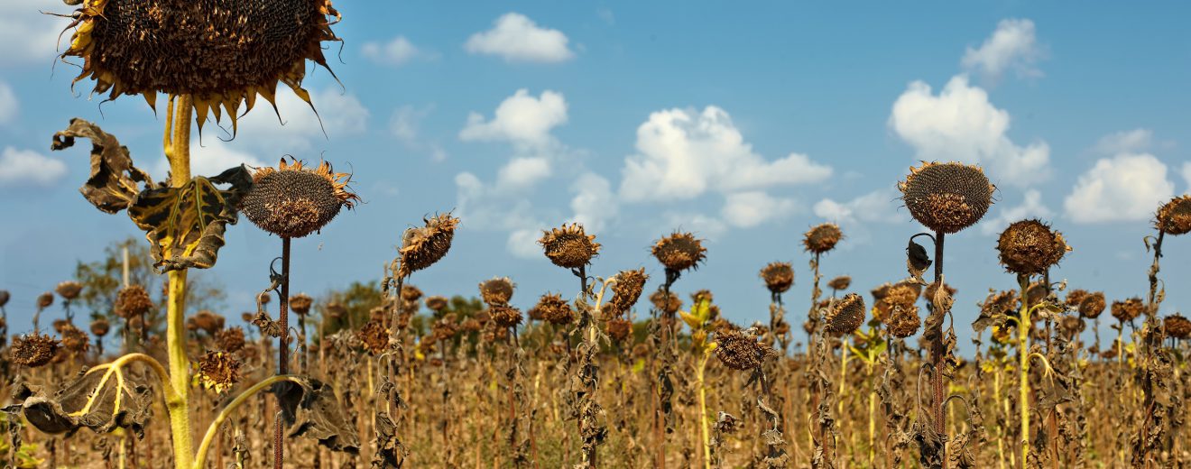 Ein Feld mit vertrockneten Sonnenblumen. Symbolbild für Klimamythen und Klimakatastrophe.