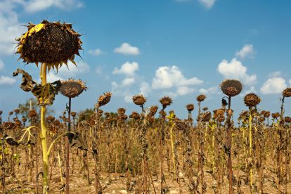 Ein Feld mit vertrockneten Sonnenblumen. Symbolbild für Klimamythen und Klimakatastrophe.