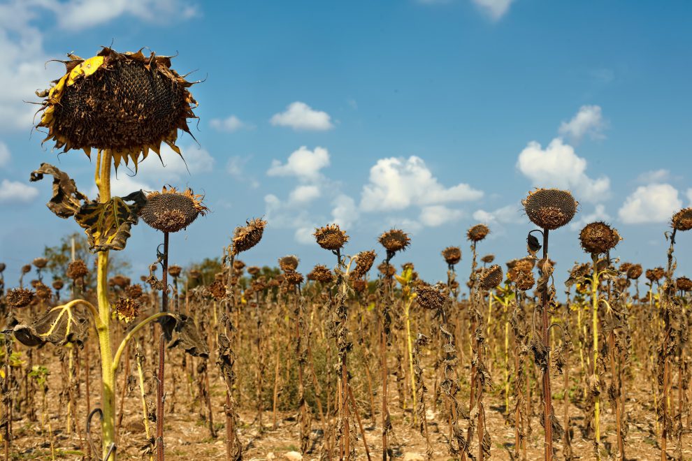 Ein Feld mit vertrockneten Sonnenblumen. Symbolbild für Klimamythen und Klimakatastrophe.