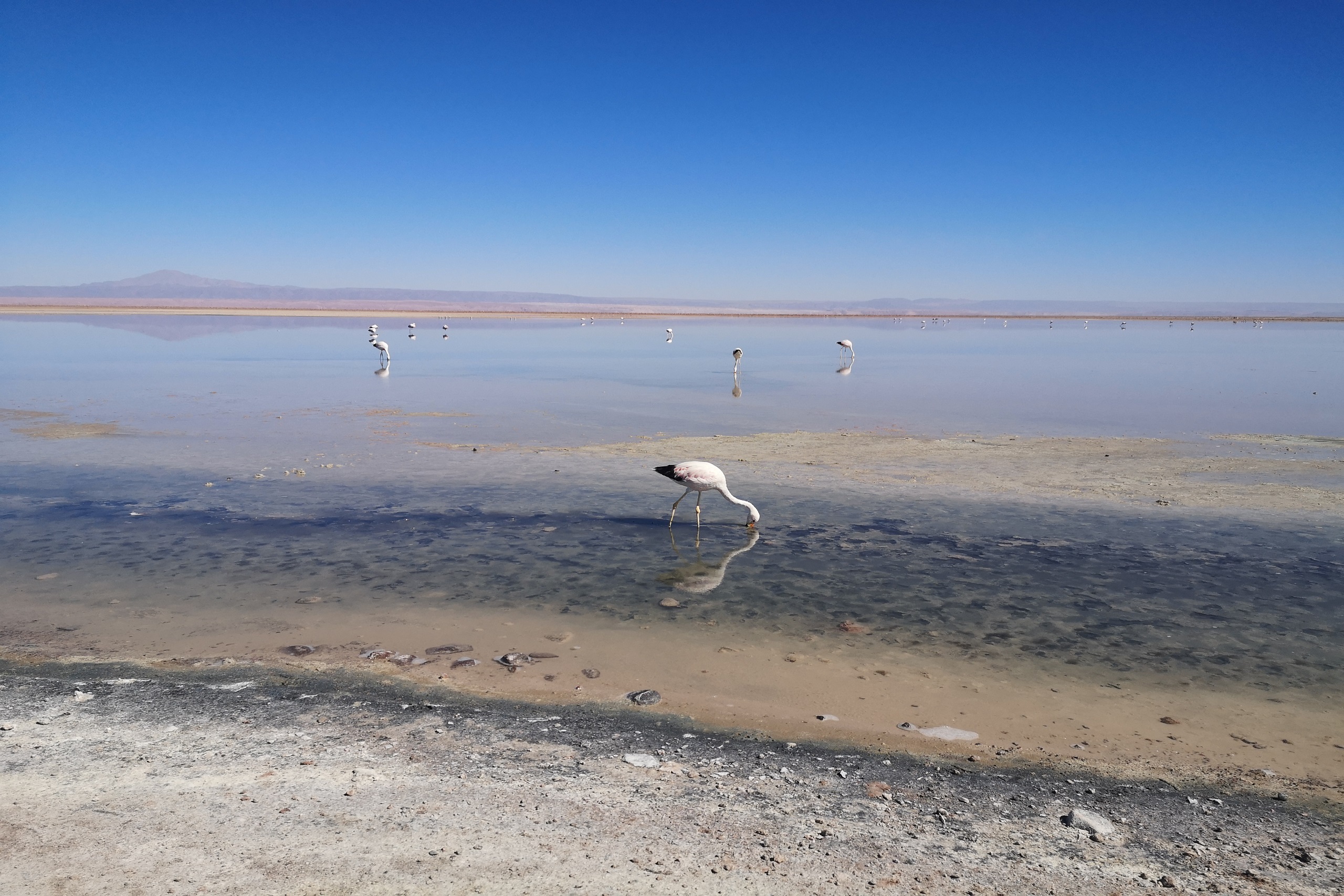 Ein Flamingo steht in der Laguna Chaxa in Chile.