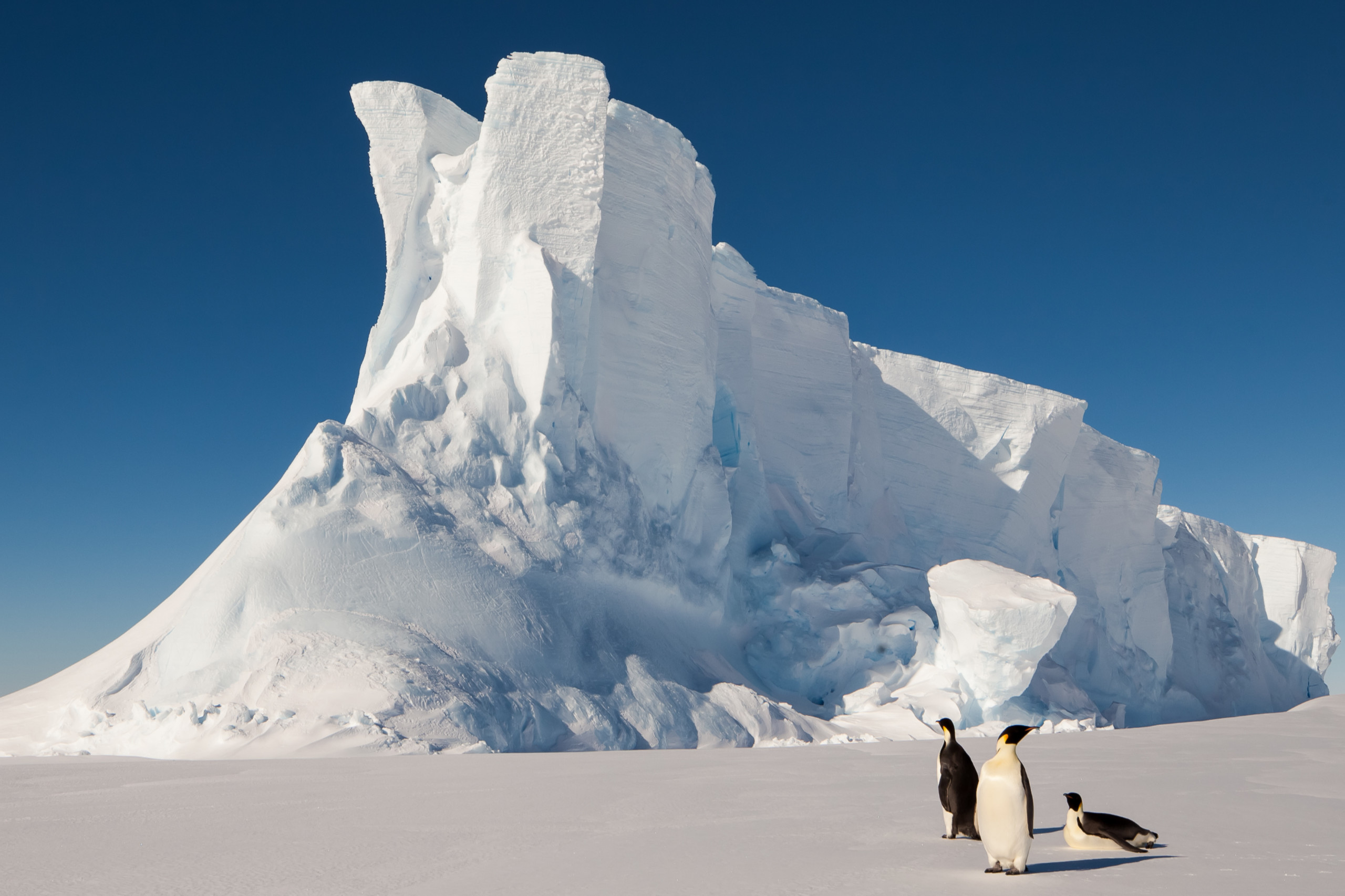 Pinguine vor einem Eisberg. Symbolbild für die Klimakatastrophe und Klimamythen.