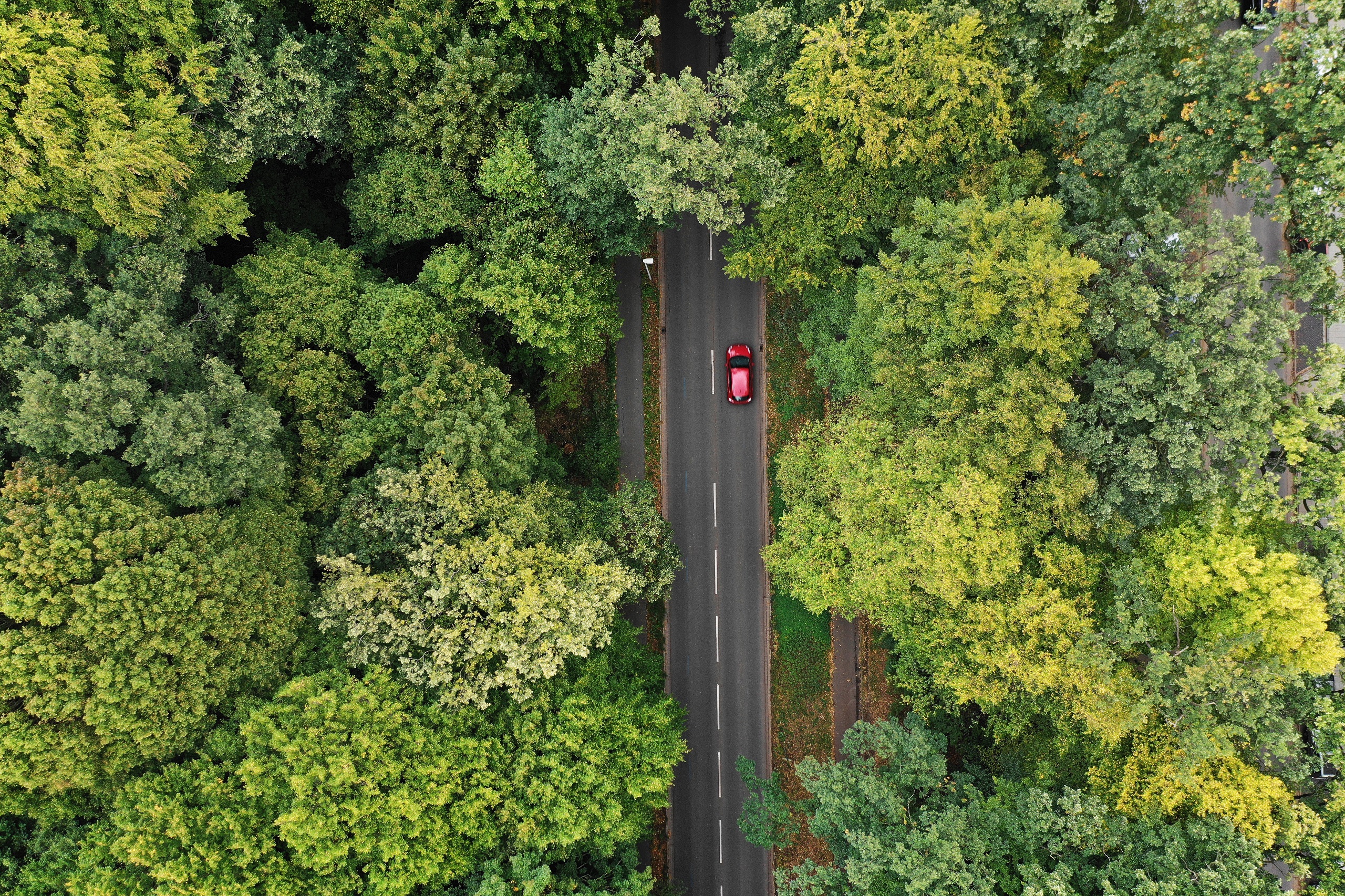 Grüner Wald mit rotem Auto senkrecht von oben. Symbolbild für die Klimapolitik.