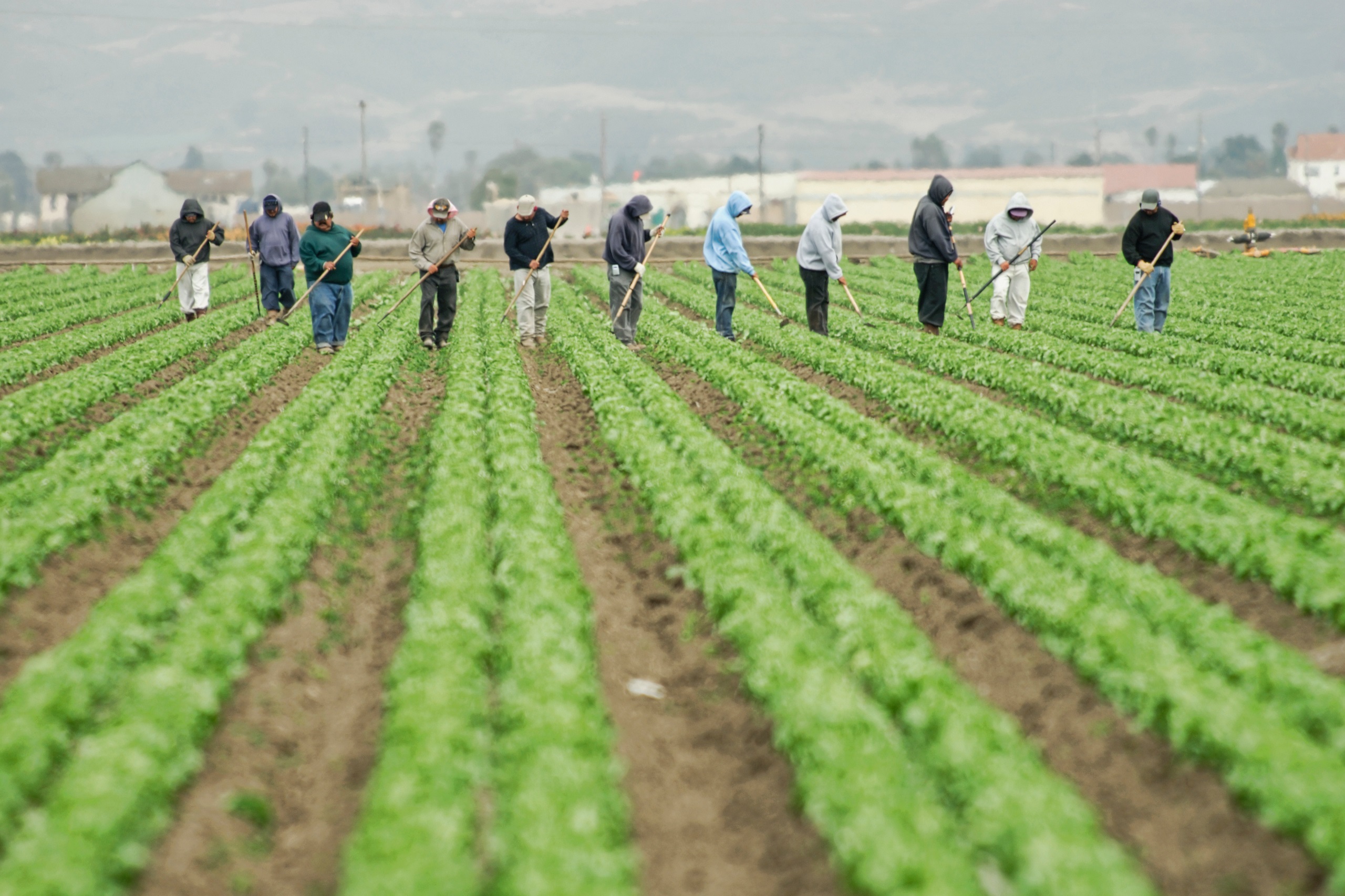 Eine Gruppe von Landwirtschaftsarbeiter:innen bestellen ein Feld. Symbolbild für die Diskriminierung in der Landwirtschaft.