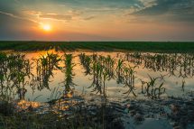 Kaputte Maispflanzen stehen im Sonnenuntergang in einem überschwemmten Feld. Der Klimawandel macht der Landwirtschaft Probleme.