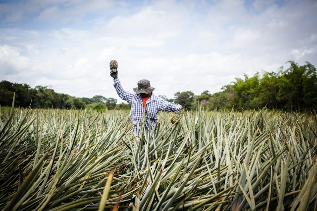 Arbeiter in einer Ananasplantage. Er steigt durch die Plantage und hält mit einer Hand eine Ananas in der Luft. Symbolbild für die schlechten Arbeitsbedingungen in Ananasplantagen in Costa Rica.