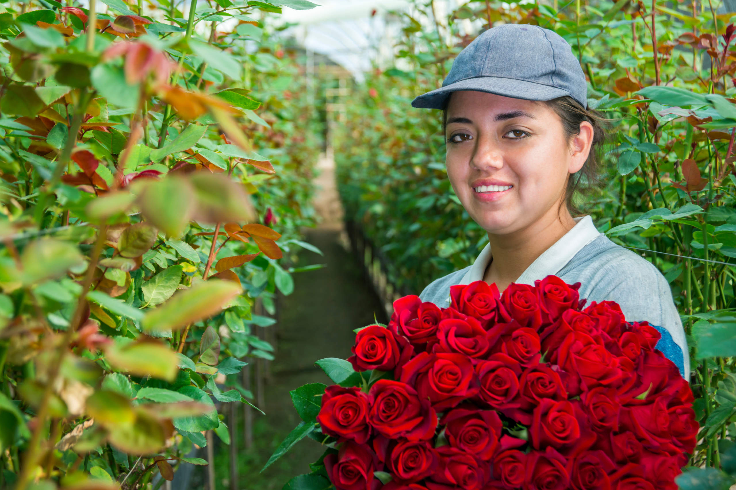 Eine Frau erntet in Cayambe in Ecuador Rosen, die dann für den Valentinstag nach Europa exportiert werden. 
