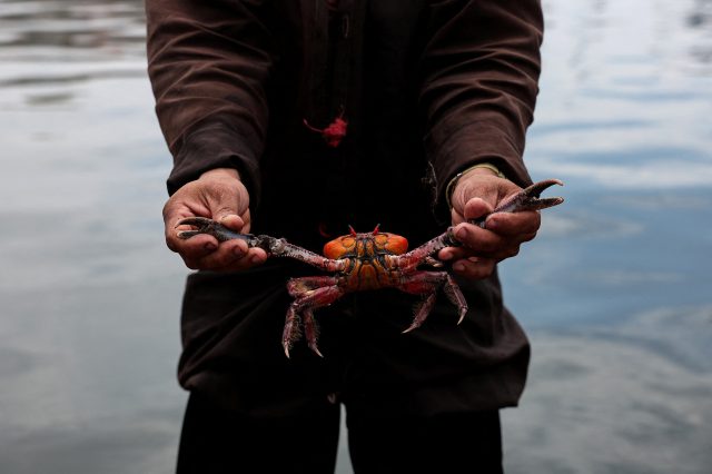 Ein Mann hält eine Krabbe am Hafen von Guayaquil. Symbolbild für die Gewalt in Ecuador, der die Kleinbauern und Kleinbäuerinnen ausgesetzt sind.
